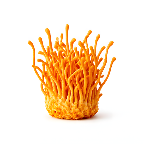 Cordyceps